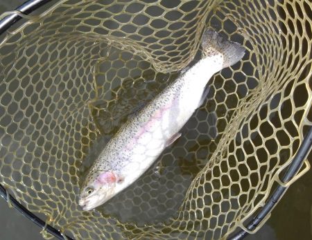 大安トラウトレイク 釣果